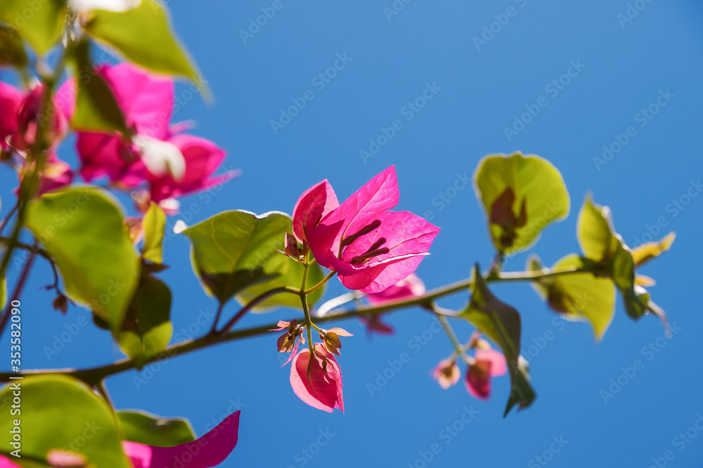 Pink Bougainvillea flowers branches, close-up photo. Santorini, Cyclades, Greece Pink Bougainvillea flowers branches, close-up photo. Santorini, Cyclades, Greece