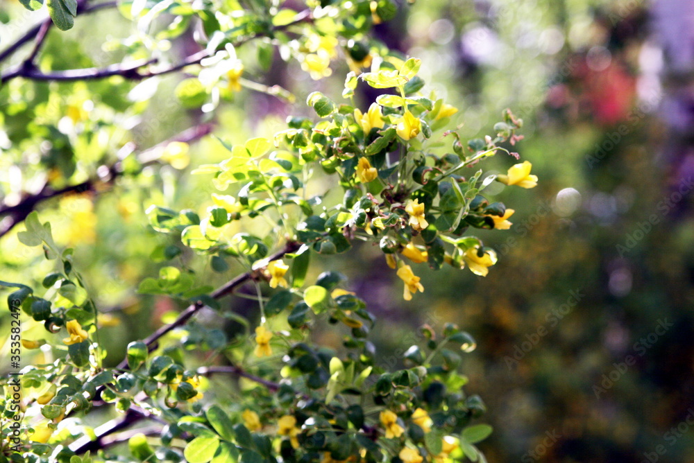 branch of a blossoming acacia close up branch of a blossoming acacia close up