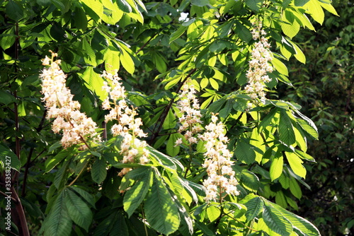 chestnut tree blooming close up