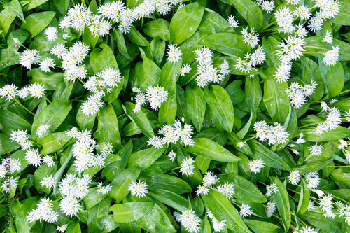 Wild garlic