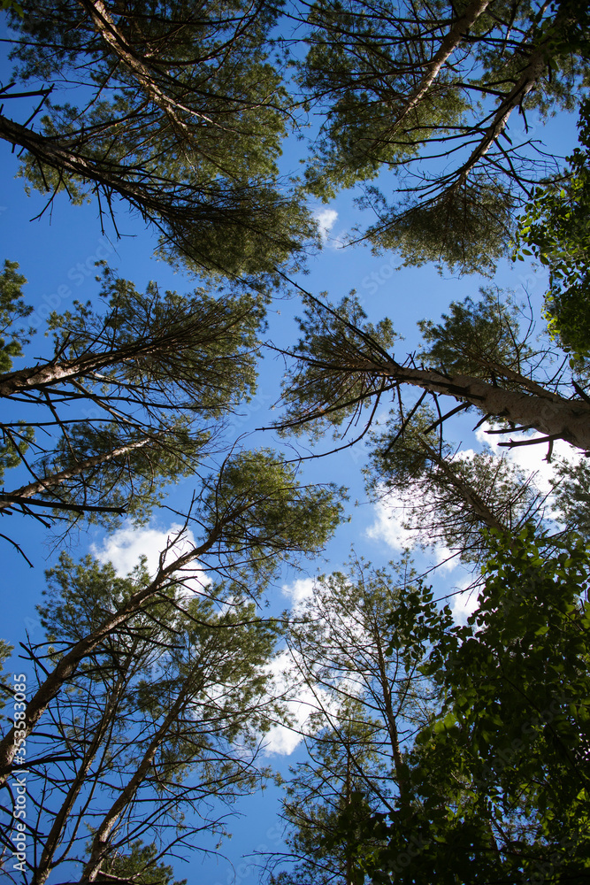 Fototapeta premium trees in the sky — view from the ground