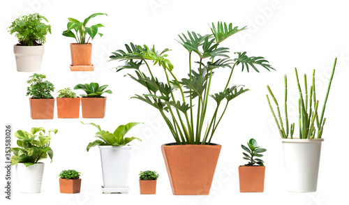 Set of urban plants in pot for office, house, cafe, restaurant green house concept on white background