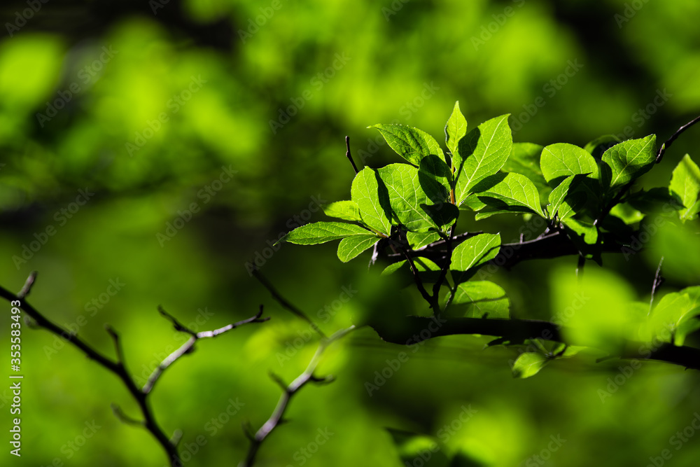 Obraz premium 眩しい新緑