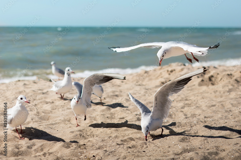 Fototapeta premium seagulls catch food on the beach 