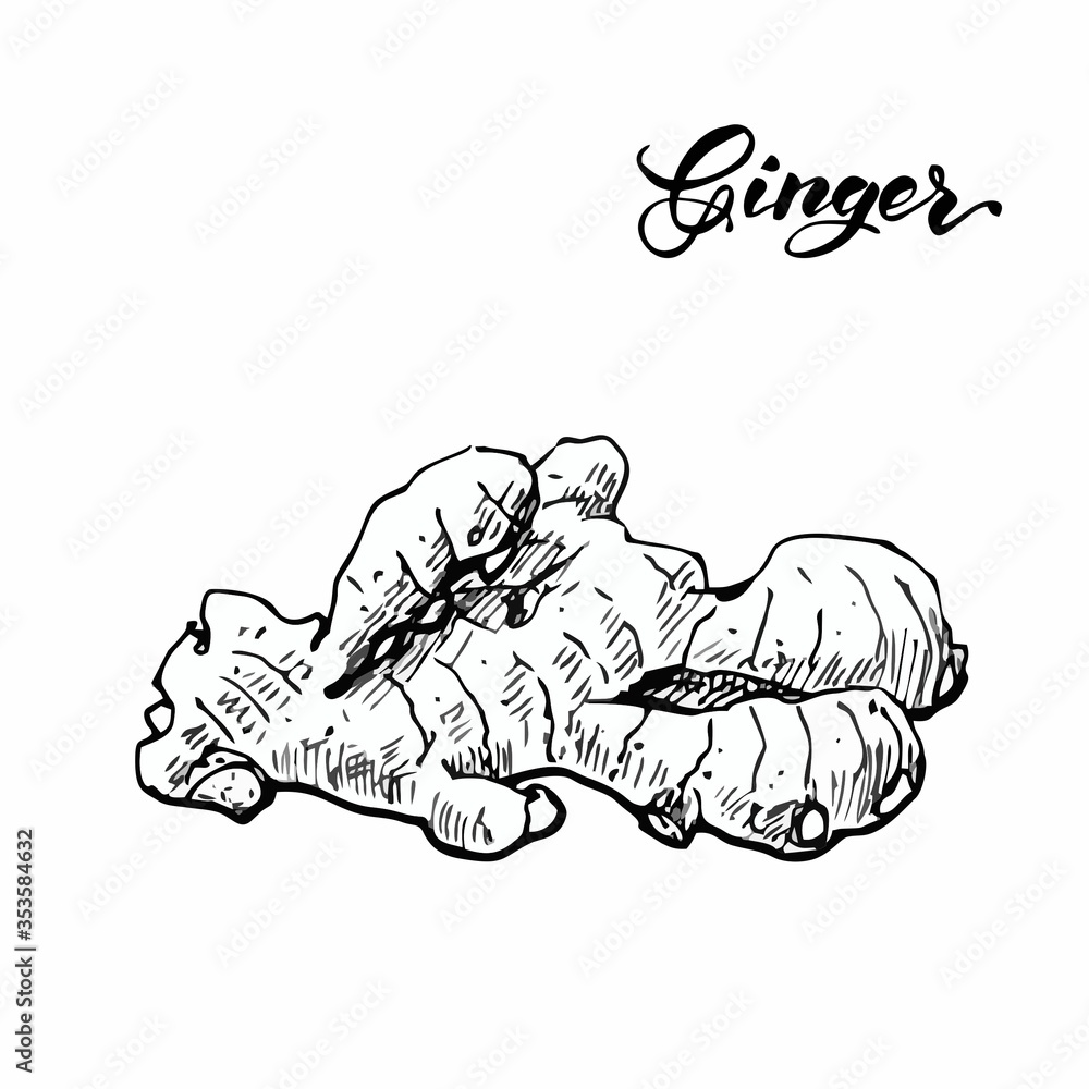 spices herbs graphics lettering basil cardamom cayenne pepper cinnamon cloves cumin ginger laurus nobilis mustard peppercorns petroselinum rosmarinus star anise vanilla spices herbs graphics lettering basil cardamom cayenne pepper cinnamon cloves cumin ginger laurus nobilis mustard peppercorns petroselinum rosmarinus star anise vanilla