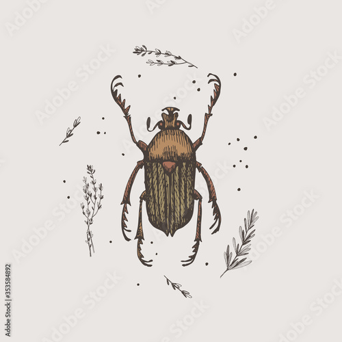 Hand-drawn chafer beetle on a light isolated background. Insect vector illustration in vintage style. Design element for zoological composition, poster, cover, brochure.