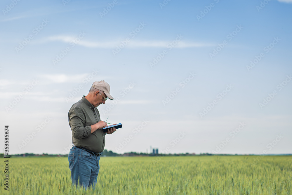 Senior farmer standing in wheat field holding tablet and examining crop during the day. Senior farmer standing in wheat field holding tablet and examining crop during the day.