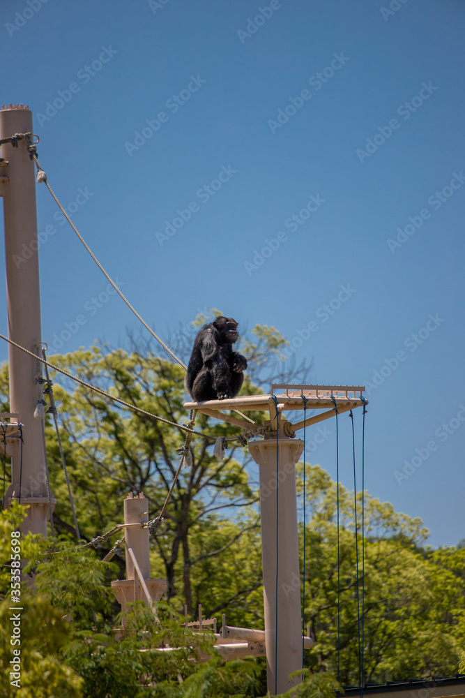 動物園の可愛いチンパンジー Stock Photo Adobe Stock