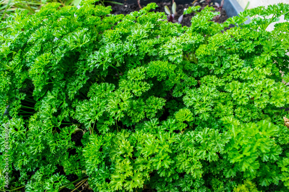 Fresh curly parsley growing in the garden