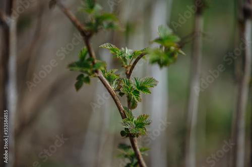 first raspberry leaflets in spring
