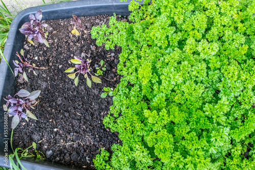 Fresh curly parsley growing in the garden