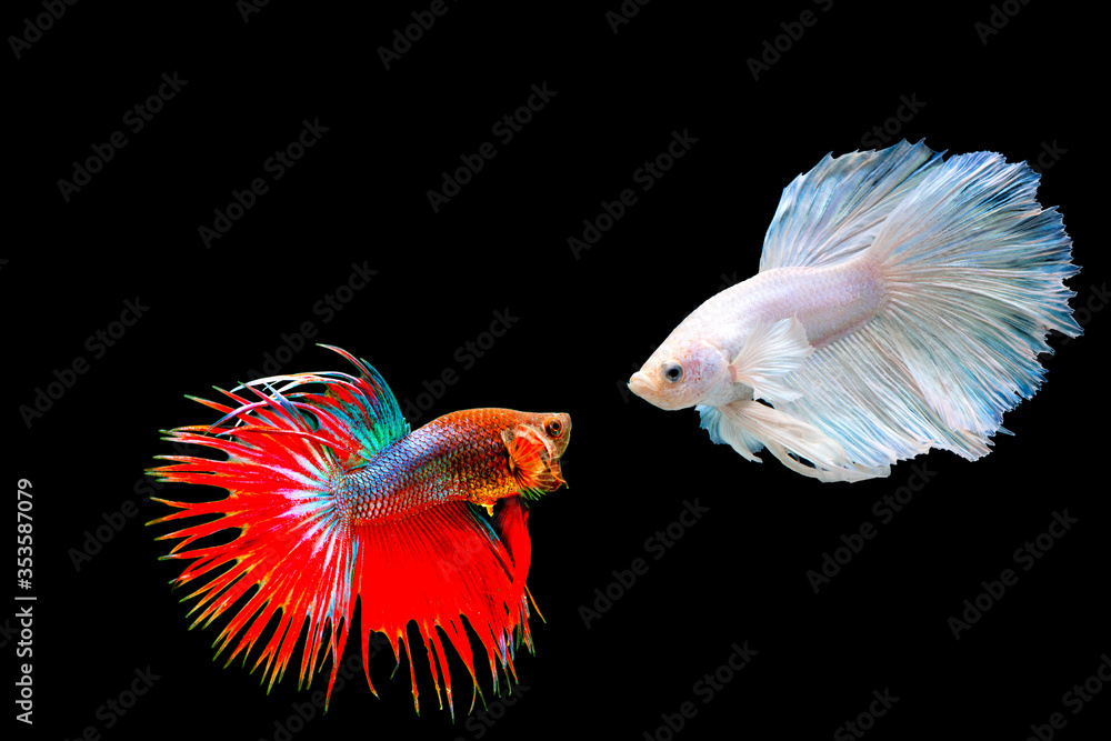 Siamese fighting fish Siamese fighting fish