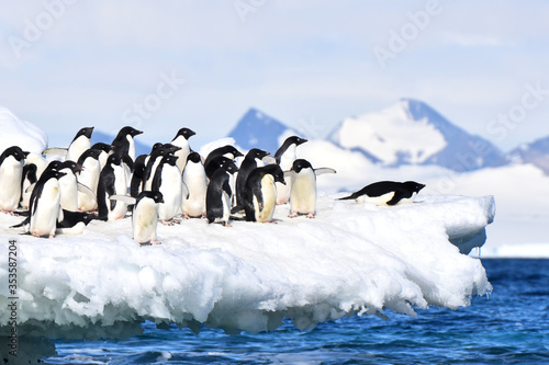 Adelie penguins  Hope Bay  Antarctica 