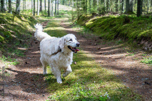 Cheerful dog Golden Retriever runs down the spring forest path. Seasonal outdoor activities with pet. Relax in the forest - healthy lifestyle. Natural beauty of Nature in spring.