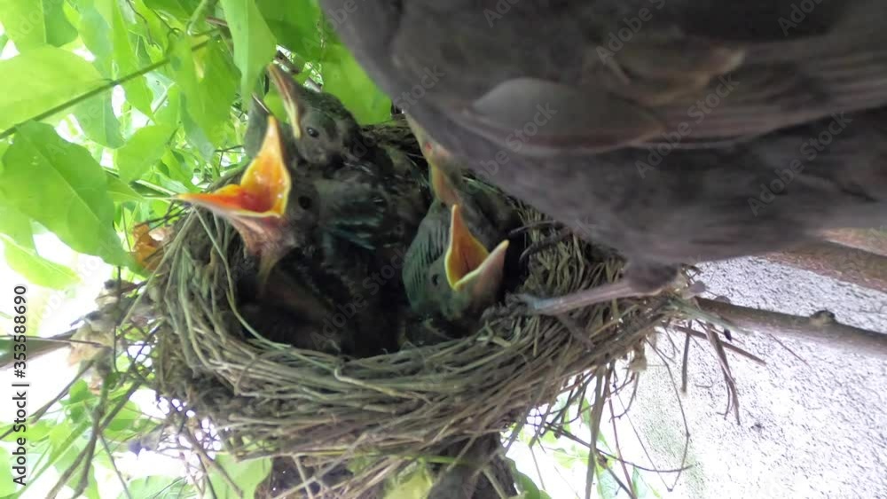 Blackbirds nest with young chicks, feathers growing eyes opening Blackbirds nest with young chicks, feathers growing eyes opening