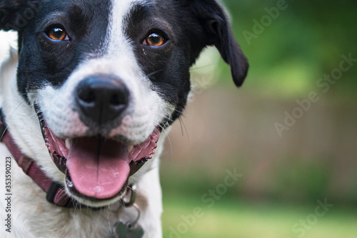 Close up of Border Collie crossbred with negative space