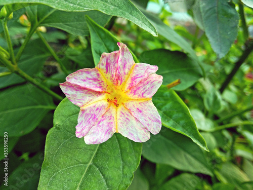 A beautiful four o clock flower