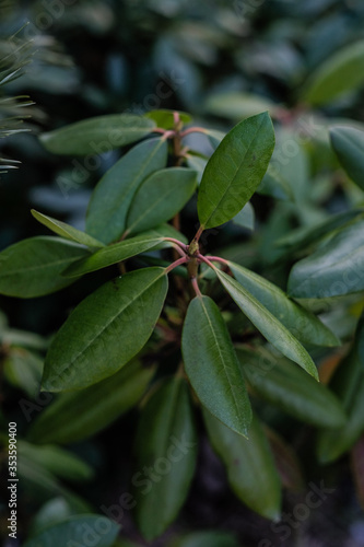 olives on the branch