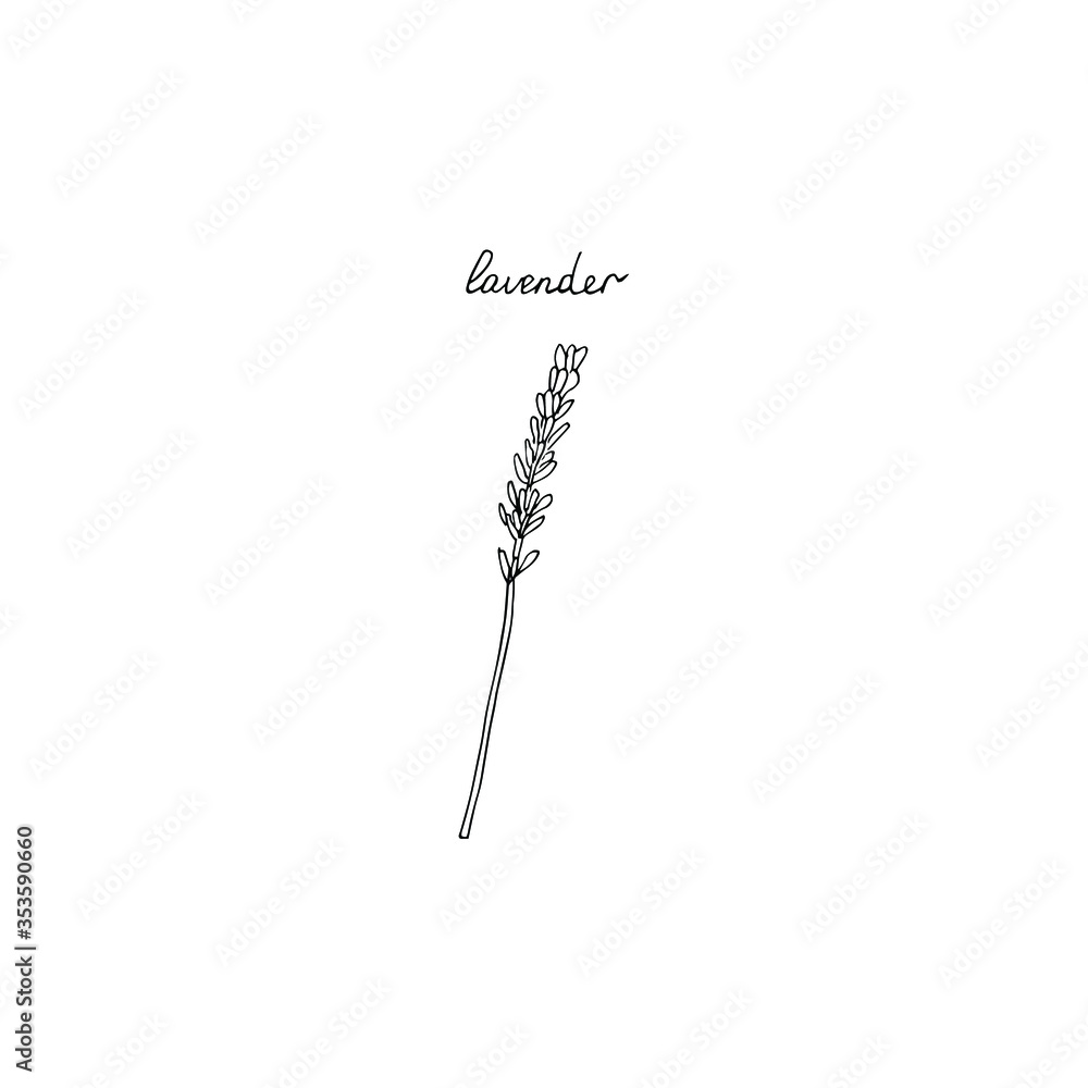 Fototapeta premium Lavender, lettering, vector illustration, hand drawing