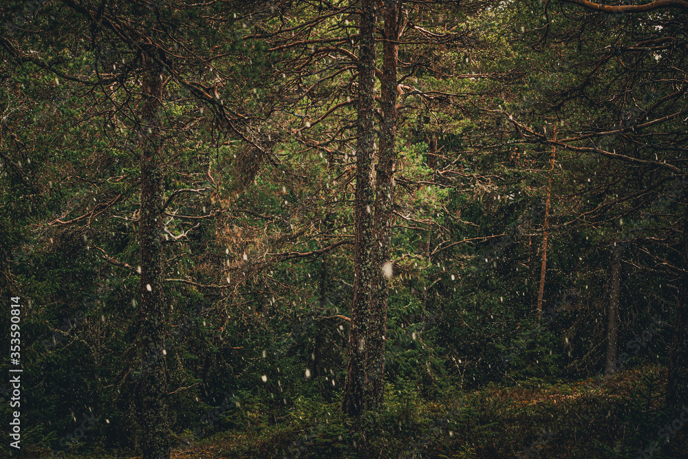 trees in the forest