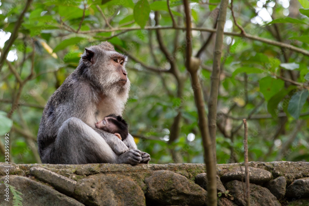 Female long tailed monkey thinking deeply as she holds her baby and breastfeeds it on a wall