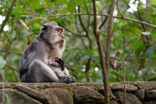 Canvas Print Female long tailed monkey thinking deeply as she holds her baby and breastfeeds