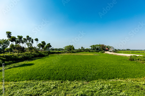 The rural landscape of Bangladesh with the green fields and the bright blue sky 