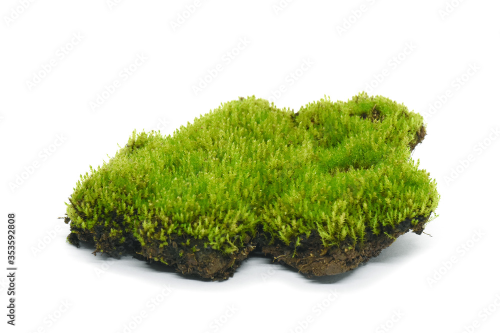 Moss green on white background. Moss green on white background.