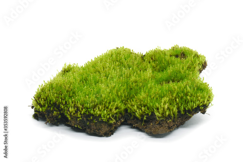 Moss green on white background.