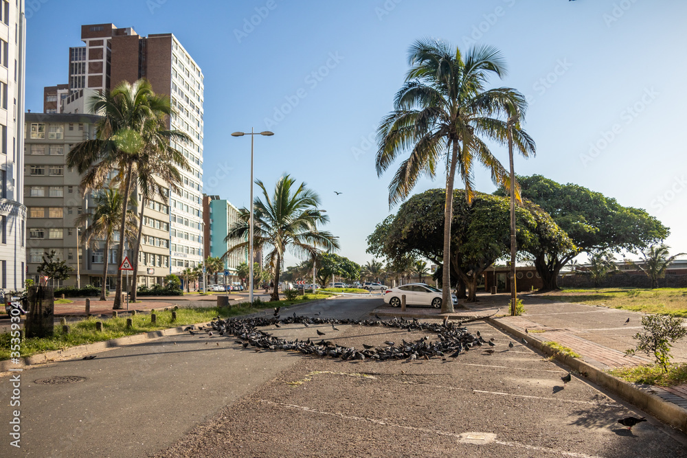 Durban city centre pigeons on closed road