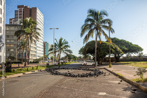 Durban city centre pigeons on closed road © Nic