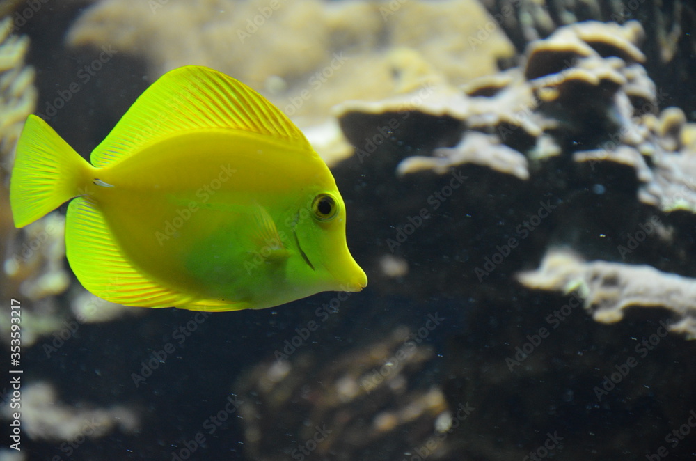 Tropical fish in aquarium, Frankfurt am Main (Germany) Tropical fish in aquarium, Frankfurt am Main (Germany)