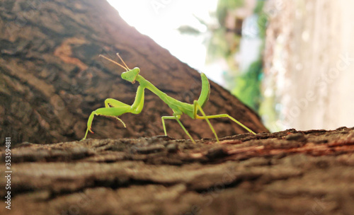 praying mantis giving pose by looking at the camera on a tree