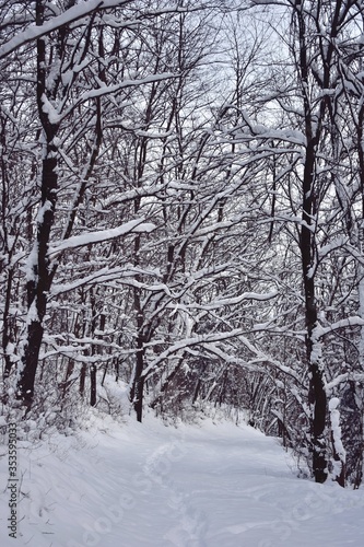 winter path trough the snowy forest on cold time