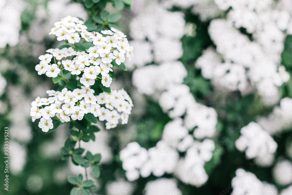 Branches of blossoming Spirea arguta (Brides wreath) bush in a spring garden. Branches of blossoming Spirea arguta (Brides wreath) bush in a spring garden.