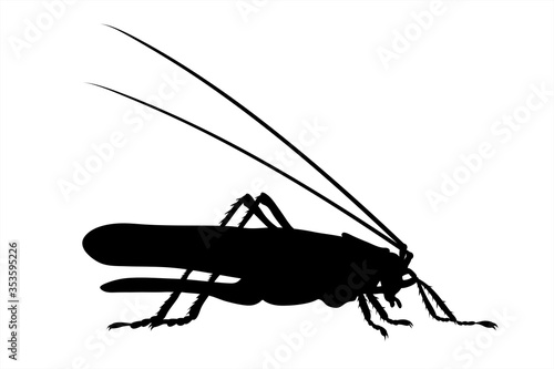 Wallpaper Mural Vector silhouette of grasshopper on white background. Symbol of animal. Torontodigital.ca
