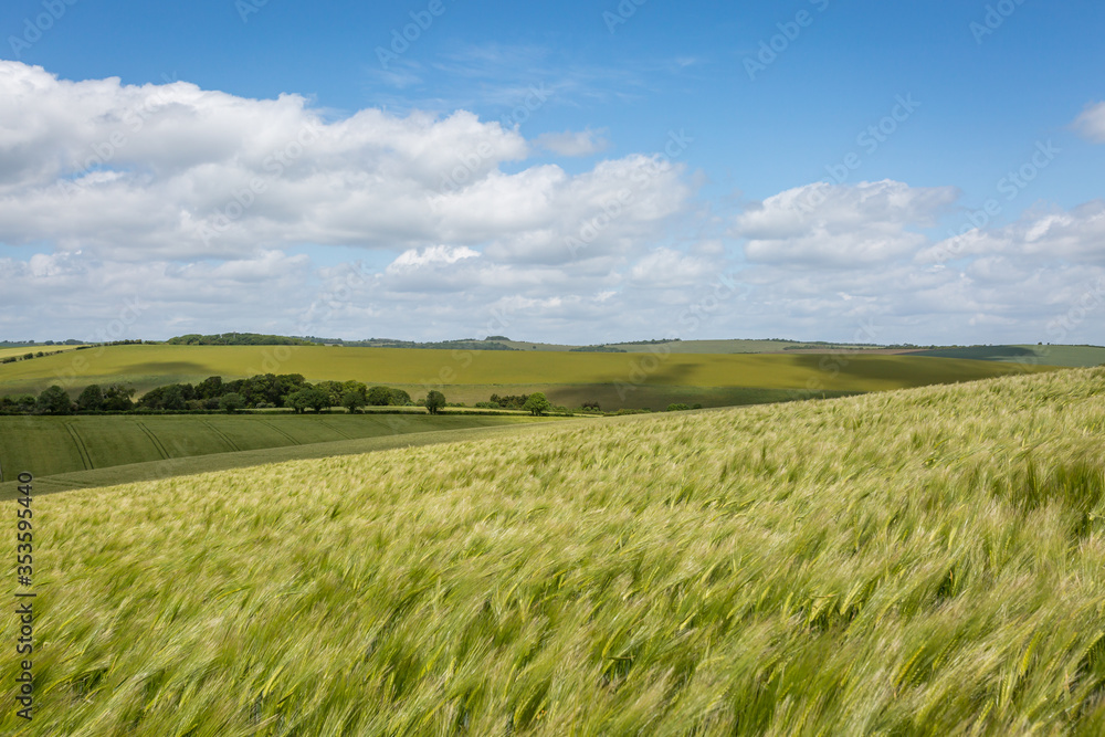 Obraz premium Wheat fields in the South Downs, on a sunny day