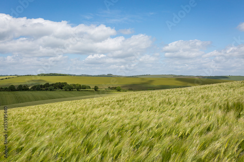 Wheat fields in the South Downs  on a sunny day