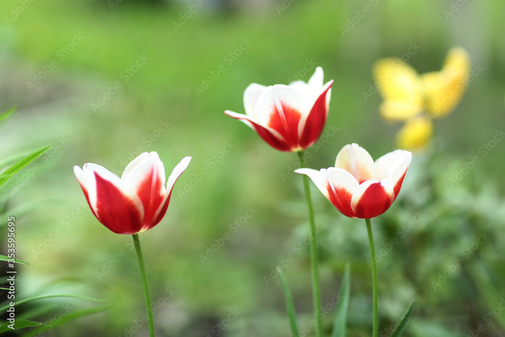 tulips flower red and yellow close up photo on summer tulips flower red and yellow close up photo on summer