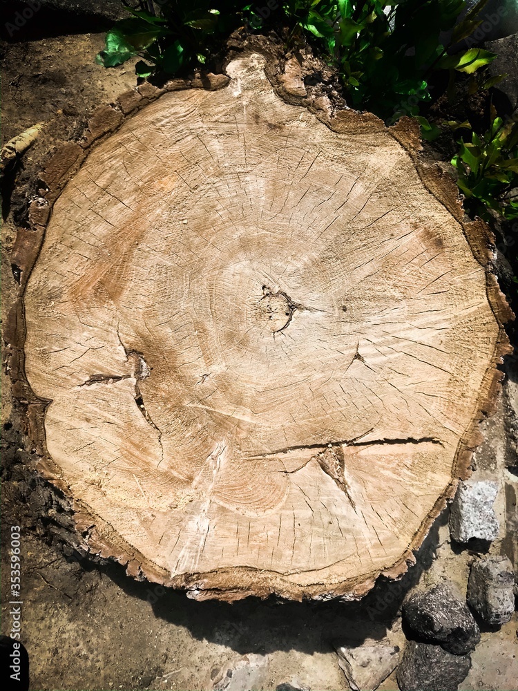 Saw cut wood with a natural texture in the shape of rings. Vertical photograph. Section of the trunk with annual rings. Wooden view from above. Stump of oak tree felled. Nature tree stump background Saw cut wood with a natural texture in the shape of rings. Vertical photograph. Section of the trunk with annual rings. Wooden view from above. Stump of oak tree felled. Nature tree stump background