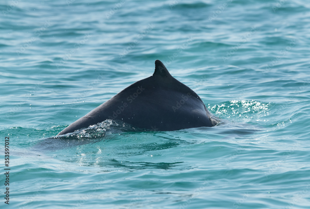 Fototapeta premium A Massive Dolphin swimming in water