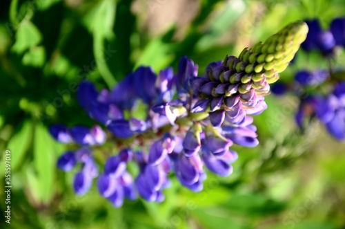  close up blue large aconite flower  Wolf s bane that grows in the meadow. copy space. beautiful blurred floral background.