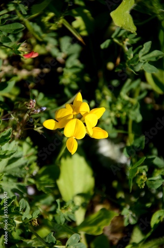 small yellow wildflowers. Baptisia tinctoria flower growing in the meadow. beautiful wild floral background.