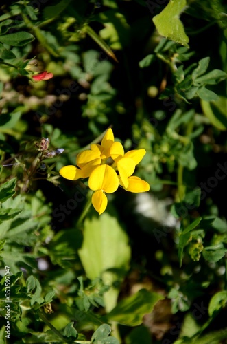 small yellow wildflowers. Baptisia tinctoria flower growing in the meadow. beautiful wild floral background. photo
