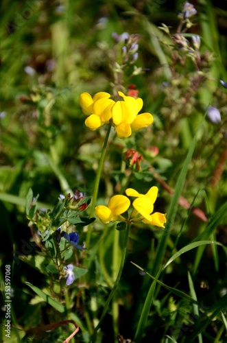 small yellow wildflowers. Baptisia tinctoria flower growing in the meadow. beautiful wild floral background. photo