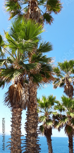 palm tree and blue sky