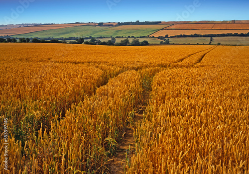 Ripening Wheat in agricultural fields in rural England