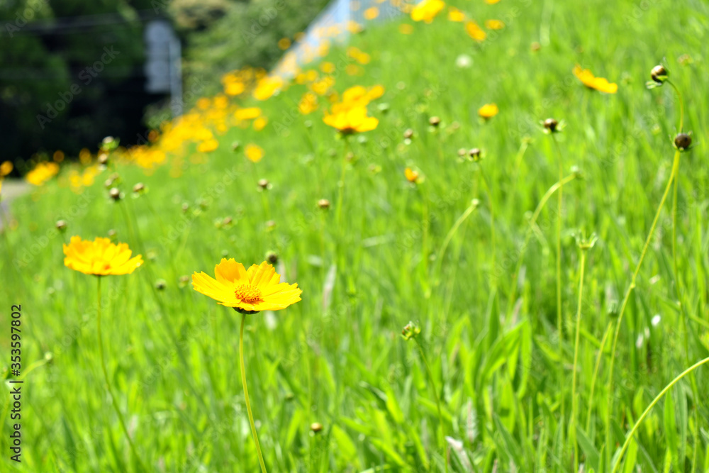 Obraz premium オオキンゲイギク 外来種