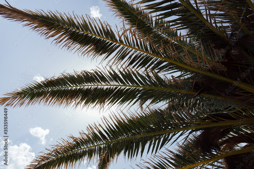 Fototapeta premium Bottom view of palm tree with blue sky with clouds at background
