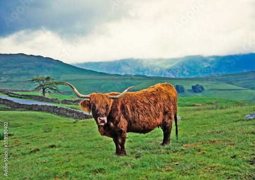 A solitary young  Highland Cow in the Lake District on a misty morning